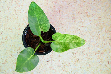 Closeup to Philodendron Giganteum Variegated