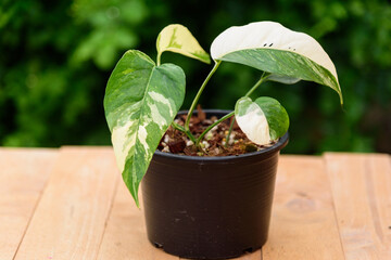 Epipremnum Pinnatum Variegated in the pot