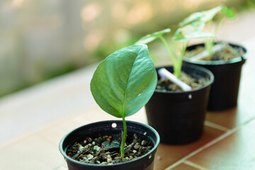 Fresh leaf of Epipremnum Pinnatum Cebu Blue for plant