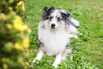 Fototapete bei efototapeten.de bestellen   