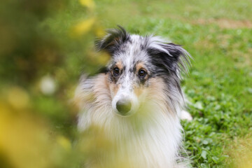 Blue Merle Shetland Sheepdog sitting near yellow blooming garden flowers.