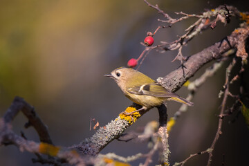 Single small Goldcrest bird sitting on tree branch