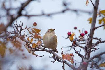 Single small common chiffchaff bird sitting on tree branch