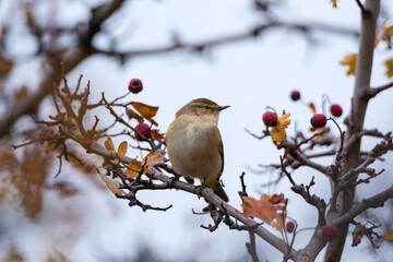 Single small common chiffchaff bird sitting on tree branch