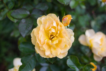 Fototapete bei efototapeten.de bestellen   