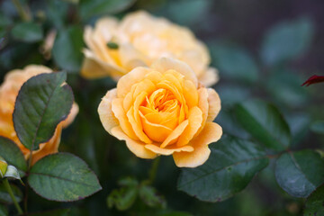 Lovely close up photo of yellow blooming garden flowers wih green background.