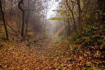 Bosco d'autunno - Sentiero