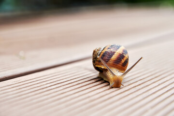 Brown snail crawling over the road. Small life and animals