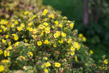 Obraz premium Small yellow flowers blooming froma small decorative garden bush.