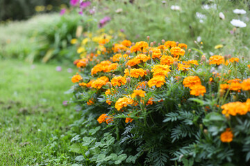 Small yellow decorative flowers blooming in backyard garden.