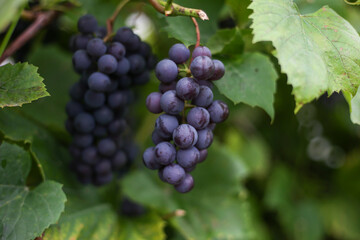 Close up detailed photography of grapes hanging in tree.