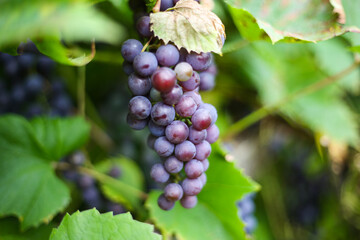 Close up detailed photography of grapes hanging in tree.