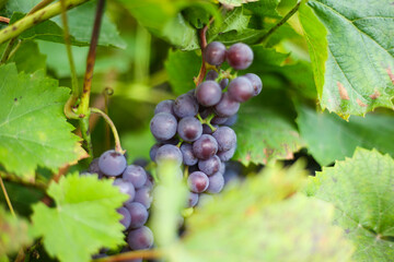 Close up detailed photography of grapes hanging in tree.