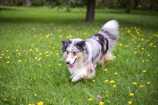 Blue merle shetland sheepdog standing in backyard garden in small beautiful yellow flowers blooming all around on the ground.