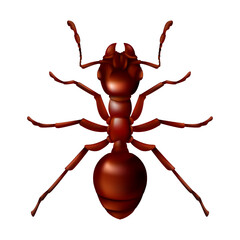 Realistic red ant close up. 3D vector illustration of a domestic insect isolated on a white background