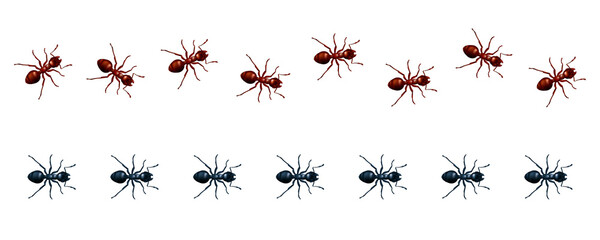 Vector set of straight and wavy lines of marching ants. 3D realistic illustration of a path or trail of walking red and black domestic insects isolated on a white background - obrazy, fototapety, plakaty