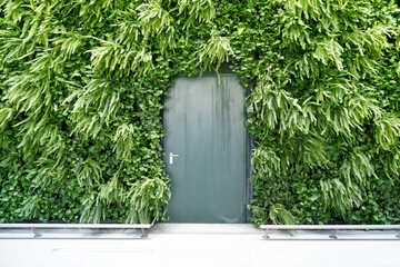 green door on the background of the wall,