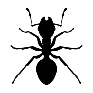 Silhouette of a worker black ant. Vector icon or emblem of a domestic insect isolated on a white background