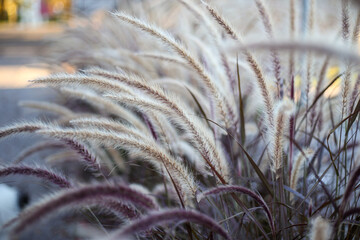 Decorative close-up photo of tall flower type plant herb.