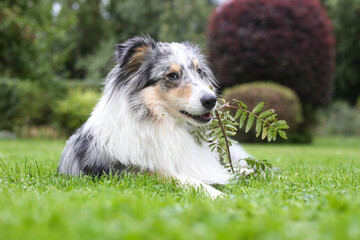 Blue Merle Shetland Sheepdog sitting in green garden grass.