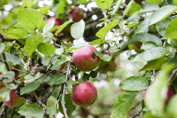 Close up detail photo of small red apples hanging in tree.