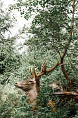 young deer with big antlers in the forest