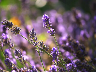 Lavender purple flowers against sunlight bokeh background close up