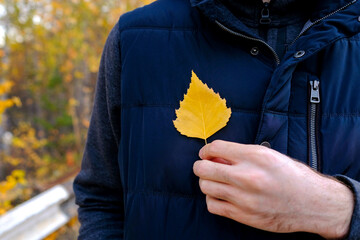 A man holds a yellow birch leaf in his hand. No face visible. Autumn weather. The background is blurred
