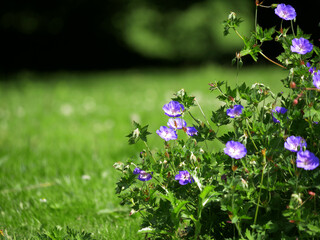 Purple Geraniums grow on a summer lawn
