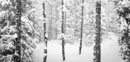snowstorm in the forest