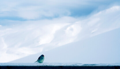 Sunny day on dolomites,  little bird on the snow
