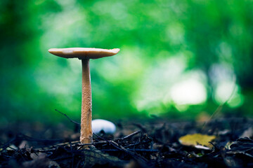 a mushroom grows in the shade of forest
