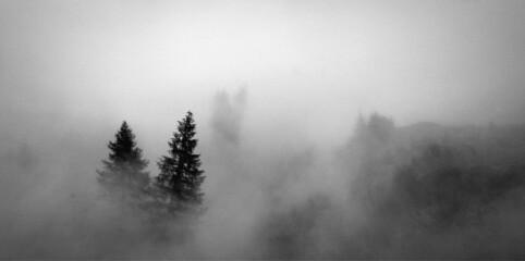 foggy day on dolomites,  trees and peaks