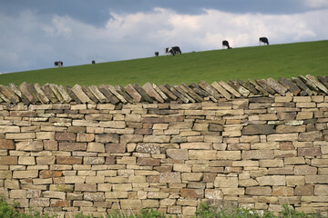 Milk cows graze in background behind well structured dry stone wall