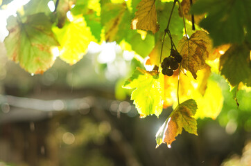 Close up of branches with bunches of sweet dark grapes in the garden in sunset light. Autumn harvest of bio food. Natural backgrounds. 