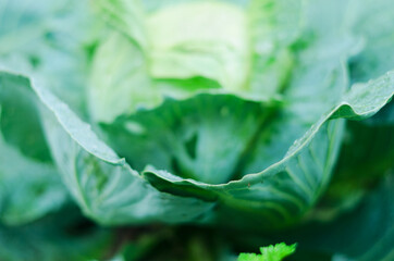Green head, leaves of cabbage in the vegetable garden close up. Raindrops on the leaves. Healthy food, lifestyle concept. Harvest. Agriculture. 