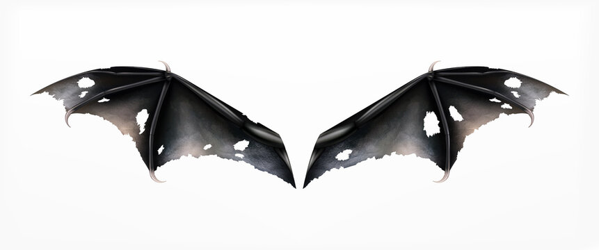 Holed Bat Wings Composition