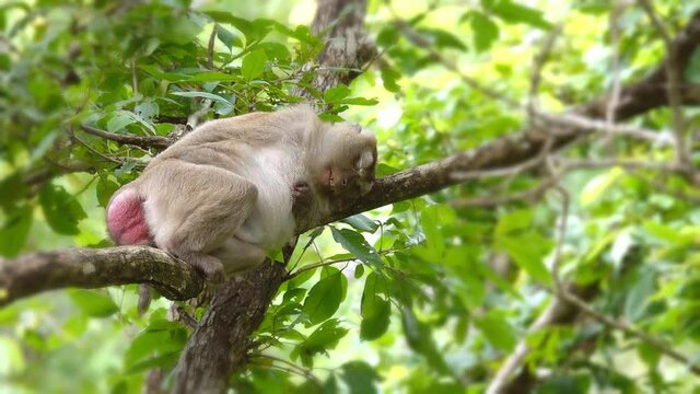 Habitat of Southern pig-tailed macaque in Phuket Thailand.
Close up of Macaque monkey laying on branch of big tree sleep and relax in rain forest,4K video.
 