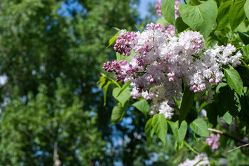 Syringa flower lilac blossom natural color photography