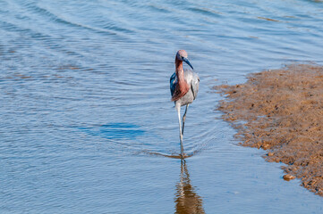 Reddish Egret (Egretta rufescens) in Bolsa Chica Ecological Reserve, California, USA