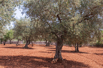 grove of old century olive trees on terracotta soil of southern italy