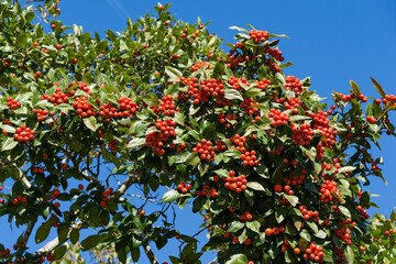 Close-up of red clusters berry of Lavalle Hawthorn Tree (Crataegus x lavallei Carrierei) Thorn or May-Tree in city park Krasnodar. Public landscape Galitsky park in sunny autumn 2021.  