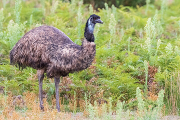 Lone emu (Dromaius novaehollandiae) at Wilsons Promontory National Park