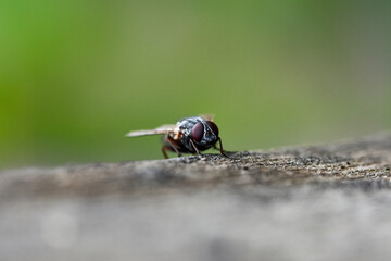 Close-up of a fly sitting on the surface and against a green background