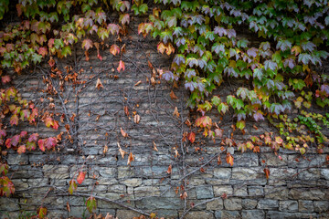 Red background of old vintage brick wall texture. Close-up view of a stone brick wall with grapes curling on the wall. Red and green leaves of grapes, ivy.