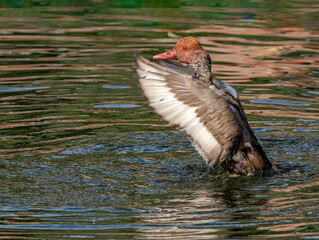 Red-crested Pochard (Netta rufina) drake on lake