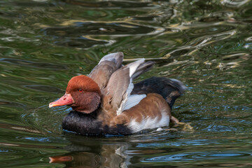 Red-crested Pochard (Netta rufina) drake on lake