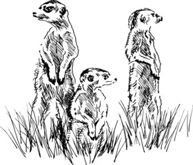 Hand sketch of a group of meerkats. Vector illustration.