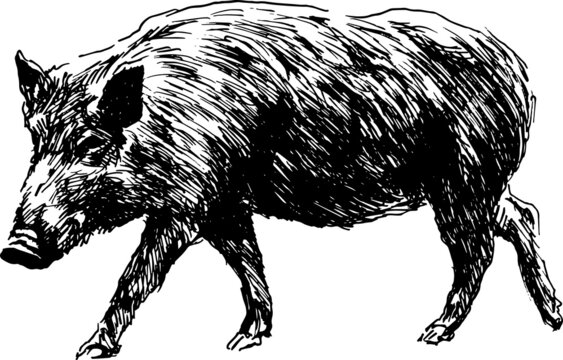 Hand sketch of a wild boar. Vector illustration.