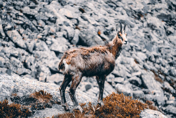 Mountain landscape with a chamois, Tatra Mountains, Poland